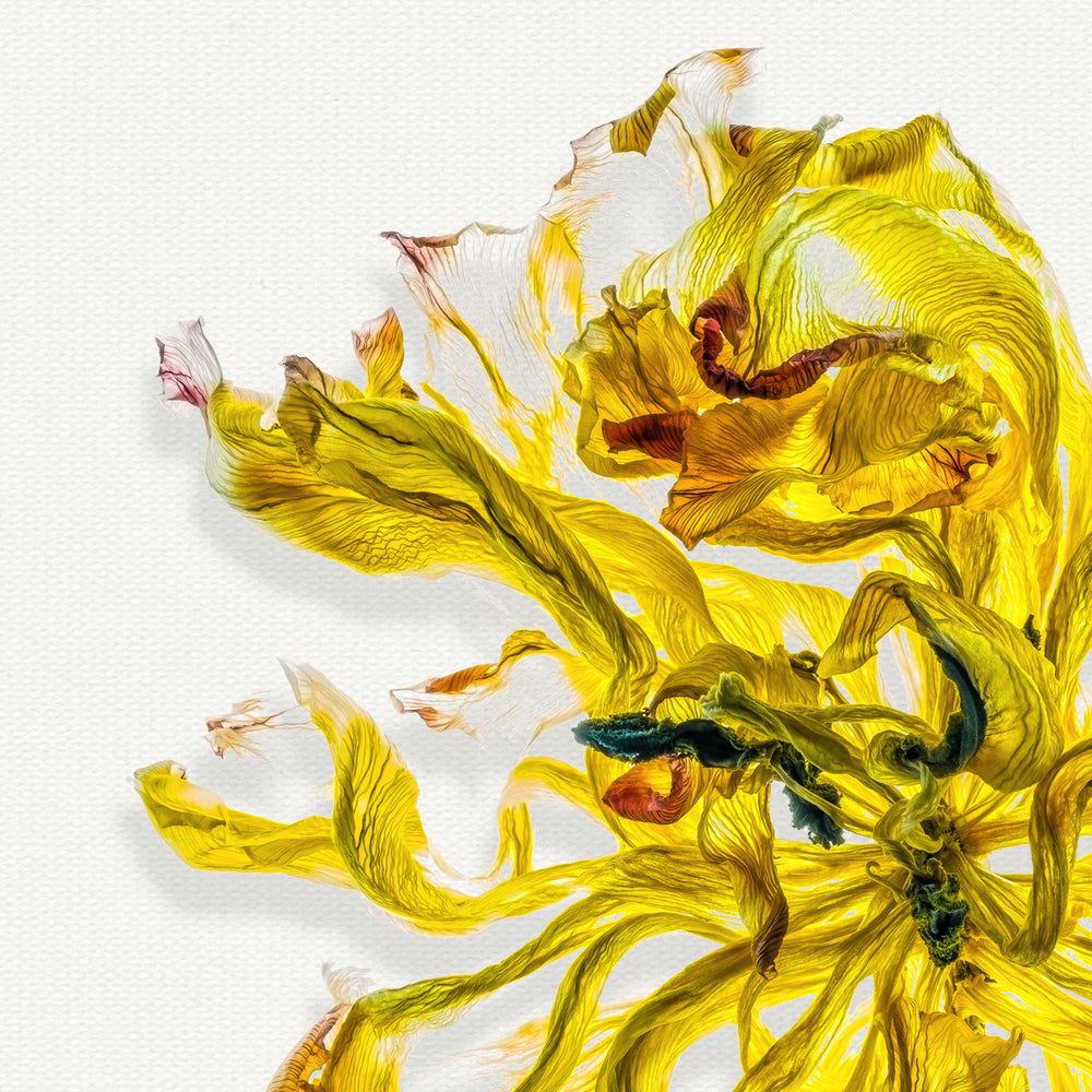 A single vibrant yellow flower with delicately curled and frayed petals, set against a clean white backdrop. The fine veining and translucent textures of each petal are captured in exquisite detail, creating a sense of movement and organic fragility.