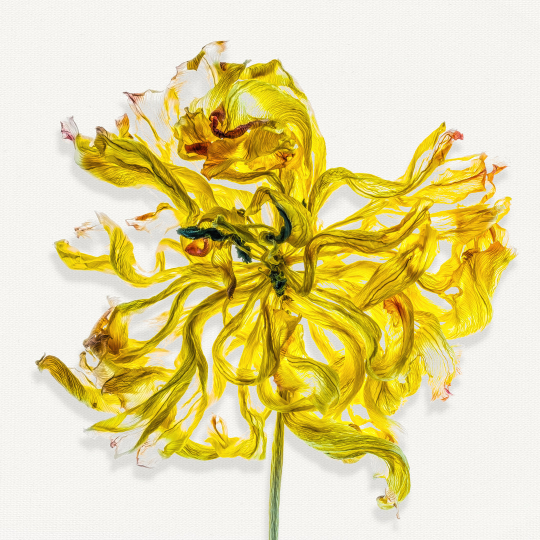 A single vibrant yellow flower with delicately curled and frayed petals, set against a clean white backdrop. The fine veining and translucent textures of each petal are captured in exquisite detail, creating a sense of movement and organic fragility.