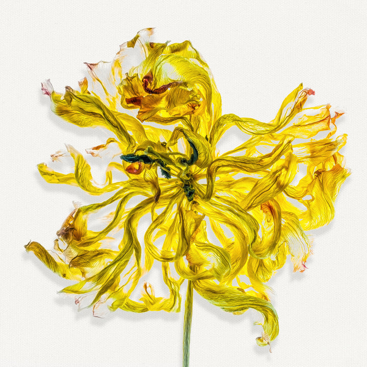 A single vibrant yellow flower with delicately curled and frayed petals, set against a clean white backdrop. The fine veining and translucent textures of each petal are captured in exquisite detail, creating a sense of movement and organic fragility.