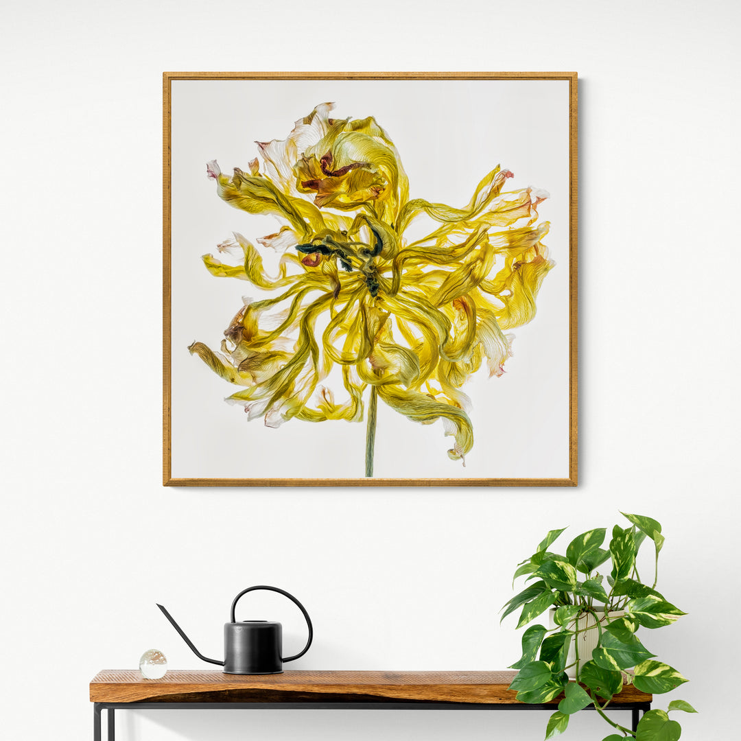 A single vibrant yellow flower with delicately curled and frayed petals, set against a clean white backdrop. The fine veining and translucent textures of each petal are captured in exquisite detail, creating a sense of movement and organic fragility.