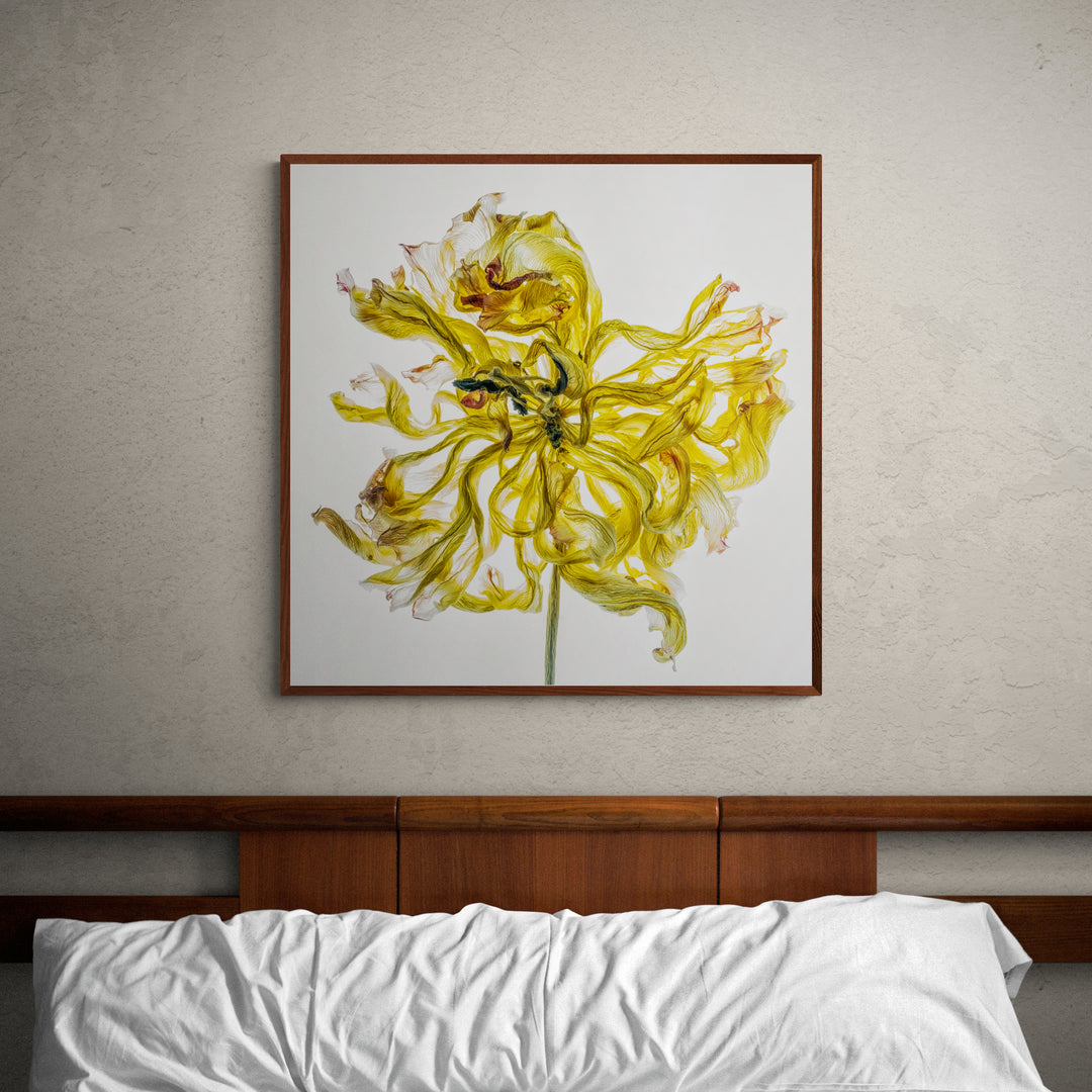 A single vibrant yellow flower with delicately curled and frayed petals, set against a clean white backdrop. The fine veining and translucent textures of each petal are captured in exquisite detail, creating a sense of movement and organic fragility.