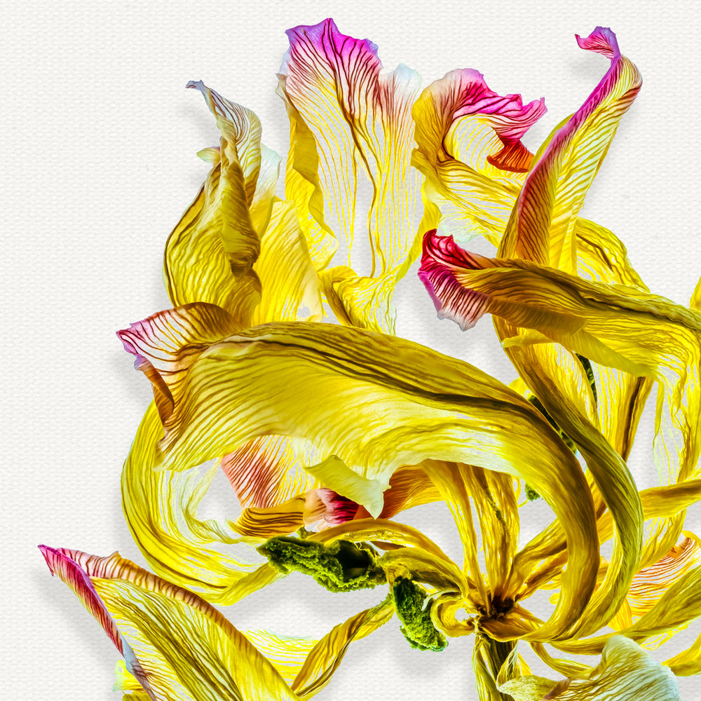 A delicately dried yellow flower with curling, translucent petals tipped in magenta, set against a bright white background. The fine veining and twisted shapes give the composition an expressive, sculptural quality.
