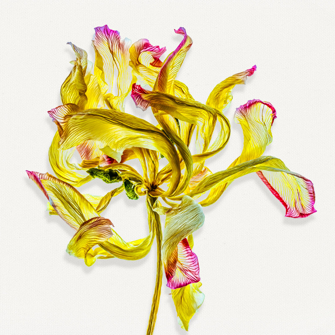 A delicately dried yellow flower with curling, translucent petals tipped in magenta, set against a bright white background. The fine veining and twisted shapes give the composition an expressive, sculptural quality.