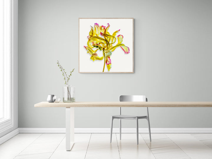 A delicately dried yellow flower with curling, translucent petals tipped in magenta, set against a bright white background. The fine veining and twisted shapes give the composition an expressive, sculptural quality.