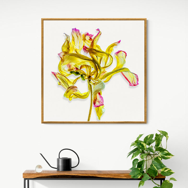 A delicately dried yellow flower with curling, translucent petals tipped in magenta, set against a bright white background. The fine veining and twisted shapes give the composition an expressive, sculptural quality.