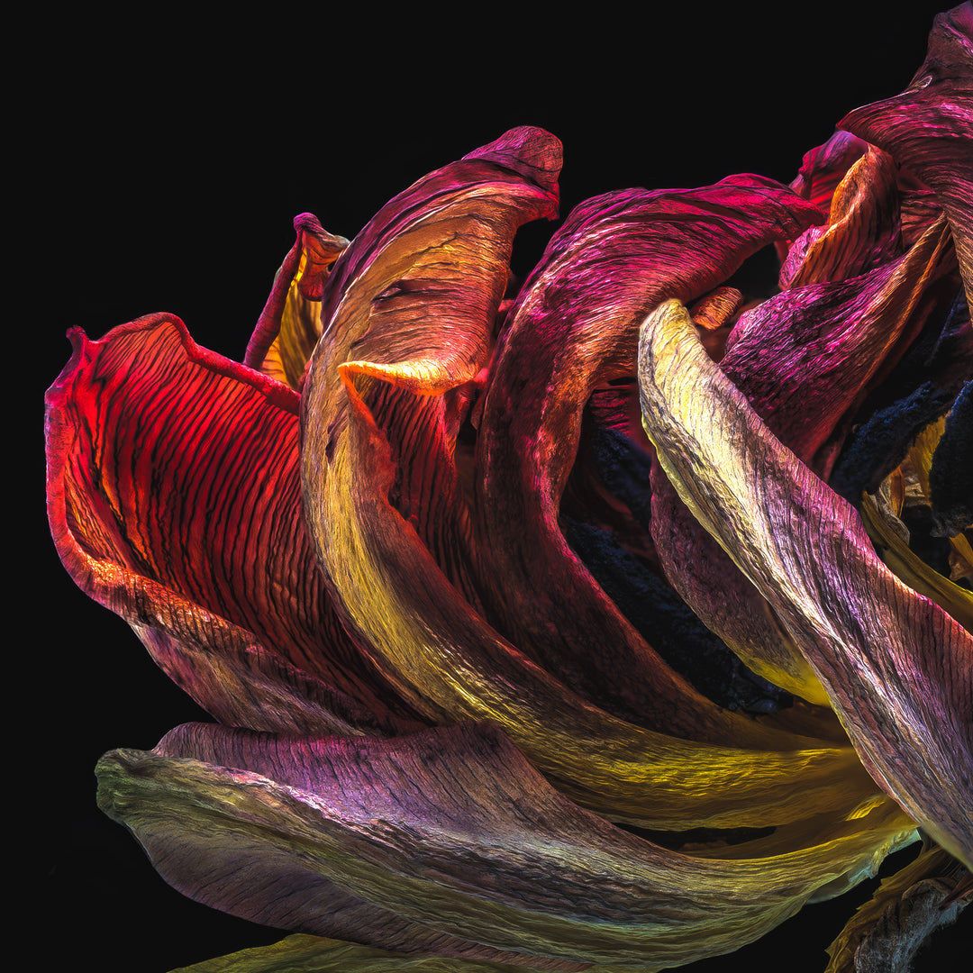 Close-up macro photograph of an iridescent dried flower with rich, curled petals in deep magenta, violet, gold and green tones, set against a pure black background.