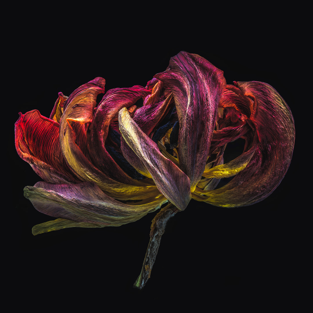 Close-up macro photograph of an iridescent dried flower with rich, curled petals in deep magenta, violet, gold and green tones, set against a pure black background.