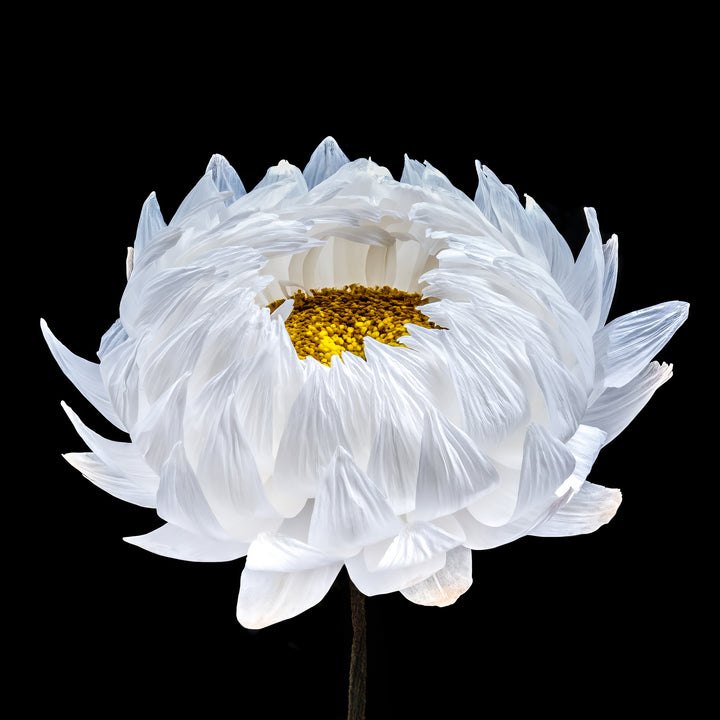 Highly detailed close-up of a white flower in bloom, with delicate translucent petals fanning outward and revealing a dense yellow centre, set against a rich black background that enhances the sense of sculptural depth and clarity.