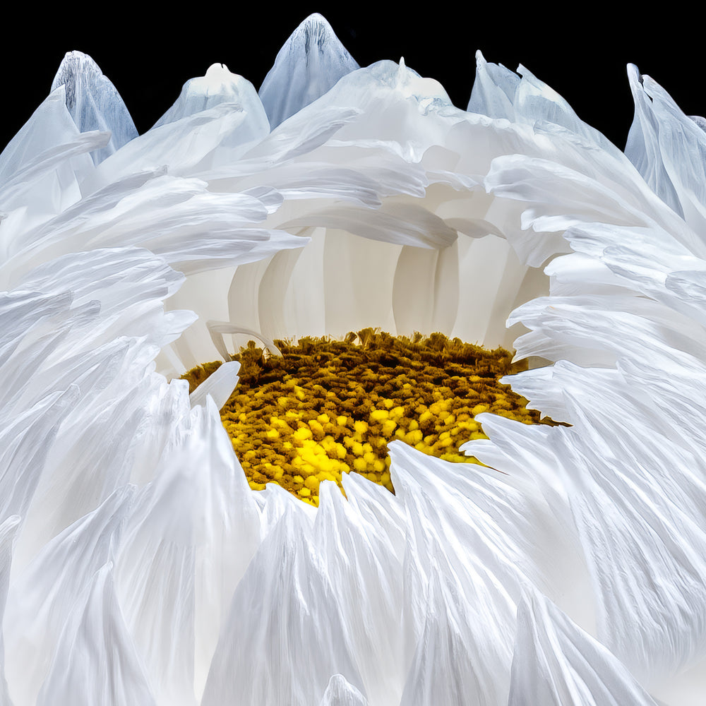 Highly detailed close-up of a white flower in bloom, with delicate translucent petals fanning outward and revealing a dense yellow centre, set against a rich black background that enhances the sense of sculptural depth and clarity.
