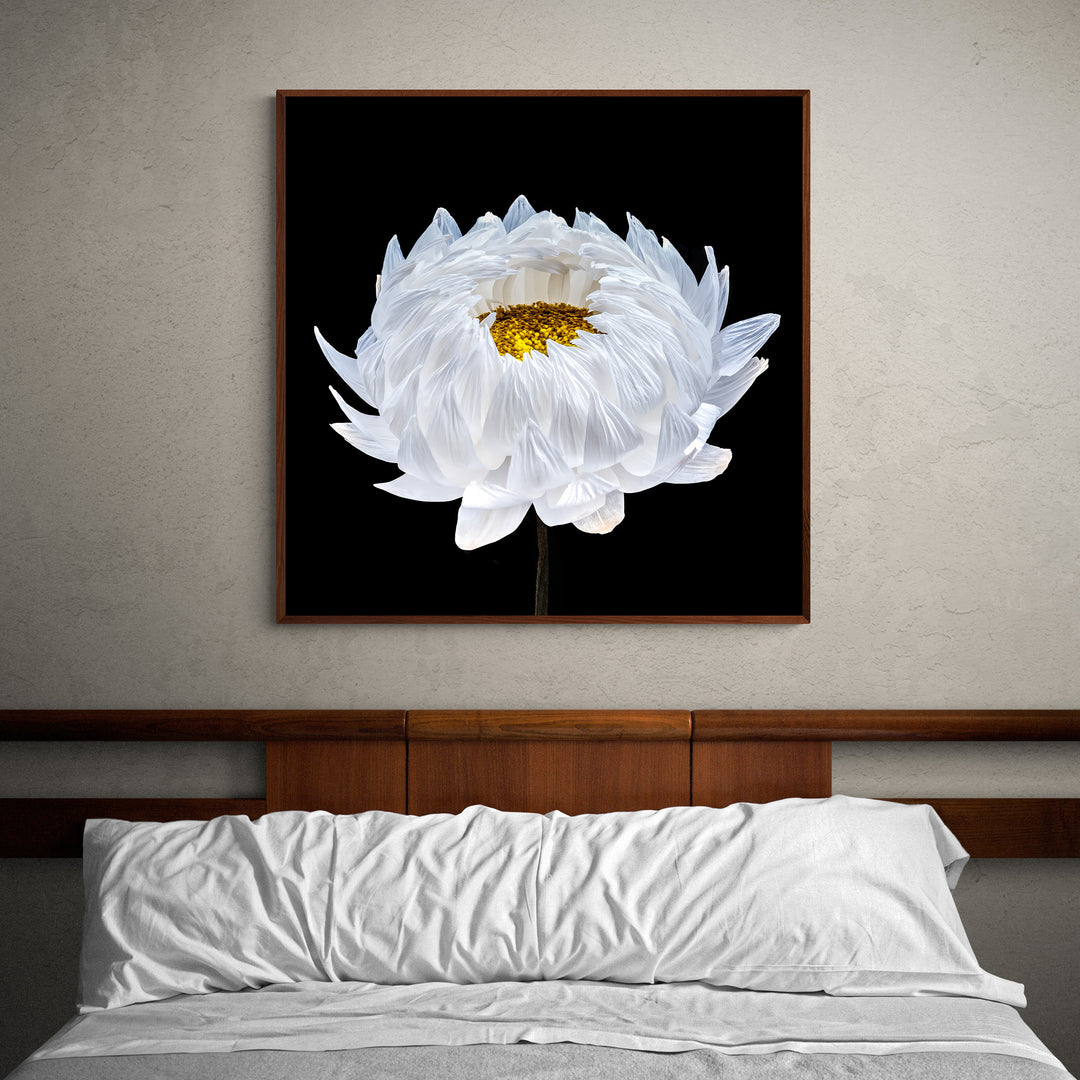 Highly detailed close-up of a white flower in bloom, with delicate translucent petals fanning outward and revealing a dense yellow centre, set against a rich black background that enhances the sense of sculptural depth and clarity.