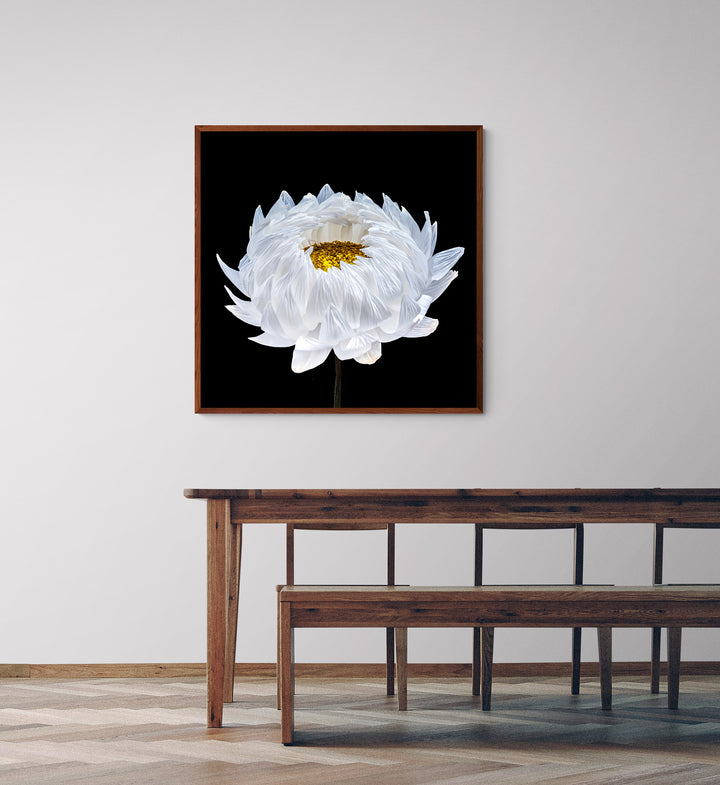Highly detailed close-up of a white flower in bloom, with delicate translucent petals fanning outward and revealing a dense yellow centre, set against a rich black background that enhances the sense of sculptural depth and clarity.