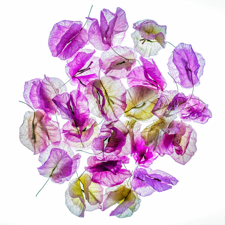 ONE LAST DANCE No.1 'Glass Edition' (Limited Edition x 10)