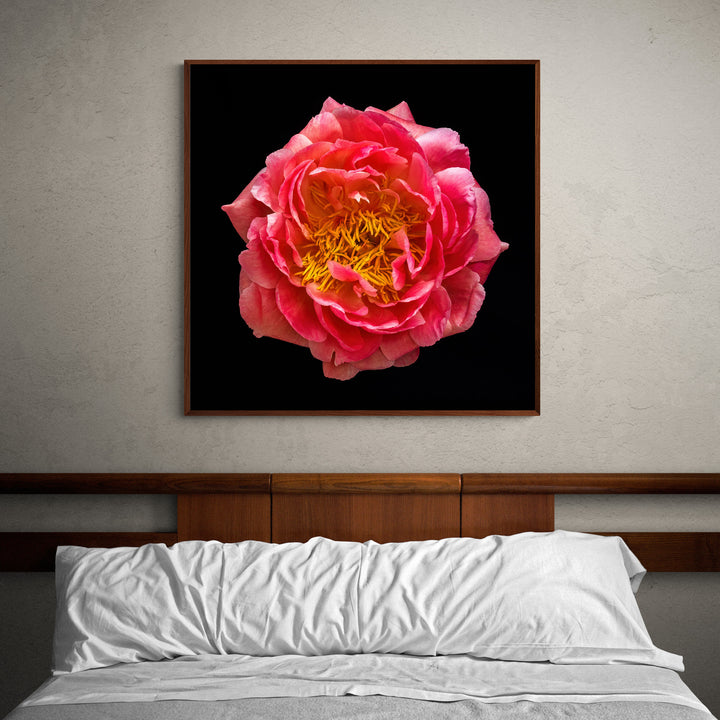 Striking close-up of a richly detailed peony flower in full bloom, with layered coral-pink petals and vivid golden yellow stamens, dramatically lit against a pure black background to enhance its sculptural form and depth.