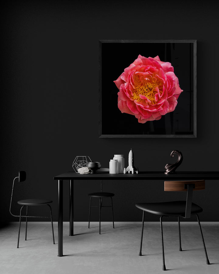 Striking close-up of a richly detailed peony flower in full bloom, with layered coral-pink petals and vivid golden yellow stamens, dramatically lit against a pure black background to enhance its sculptural form and depth.
