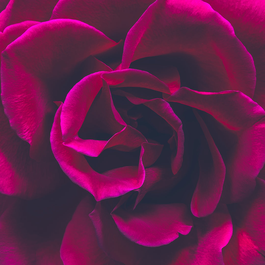 Close-up portrait of a richly detailed magenta rose with velvety petals, set against a deep black background.