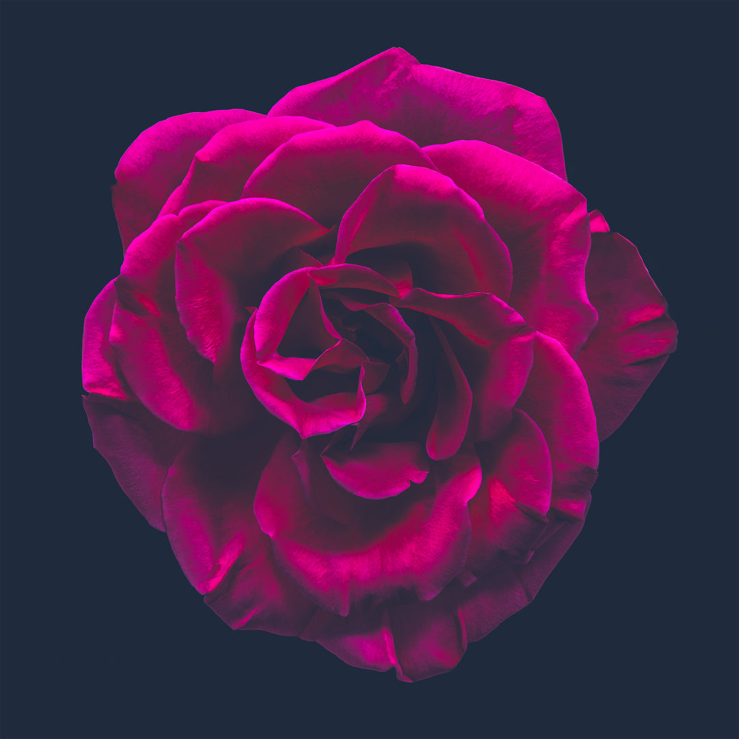 Close-up portrait of a richly detailed magenta rose with velvety petals, set against a deep black background.