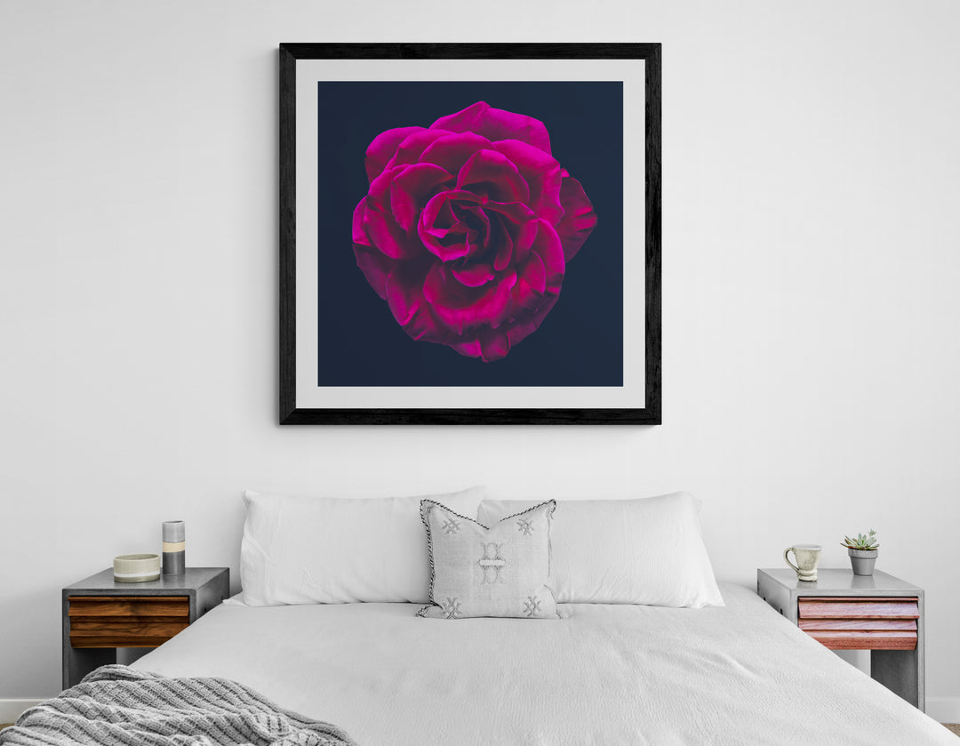 Close-up portrait of a richly detailed magenta rose with velvety petals, set against a deep black background.