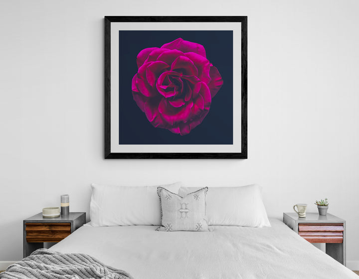Close-up portrait of a richly detailed magenta rose with velvety petals, set against a deep black background.