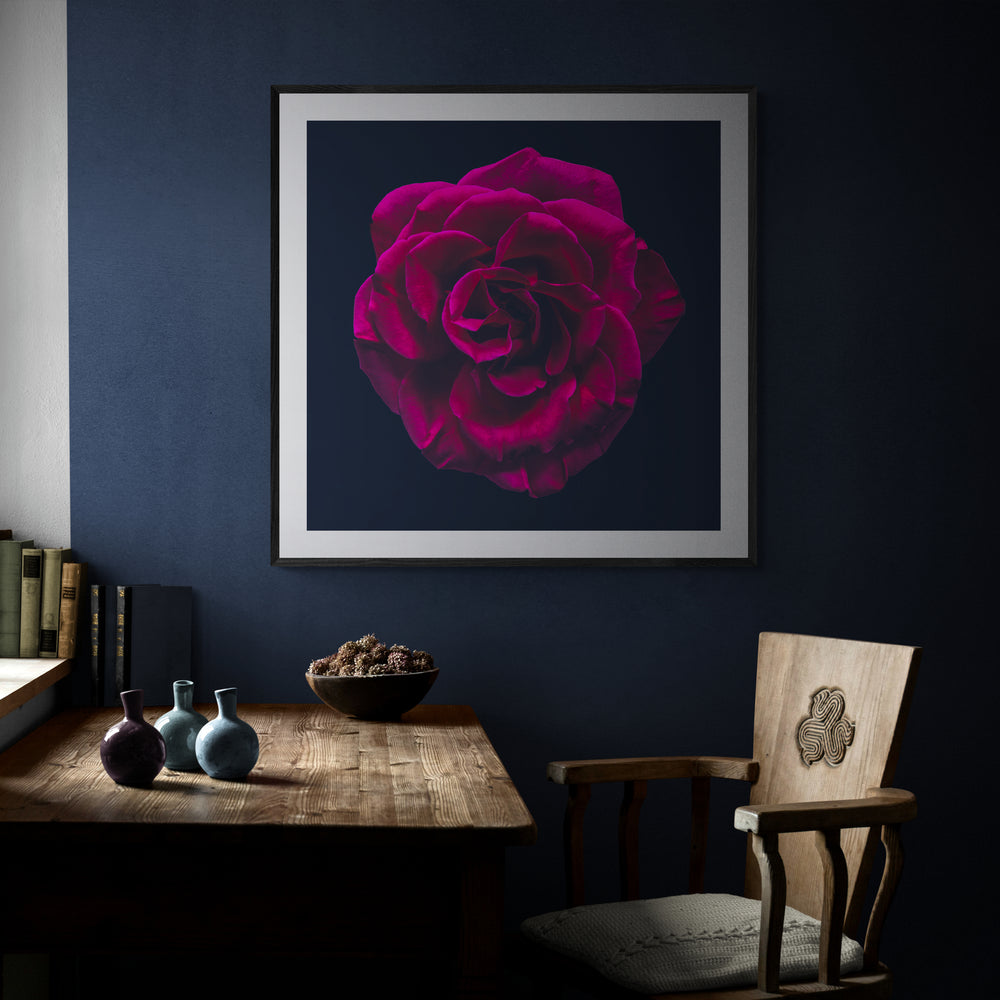 Close-up portrait of a richly detailed magenta rose with velvety petals, set against a deep black background.