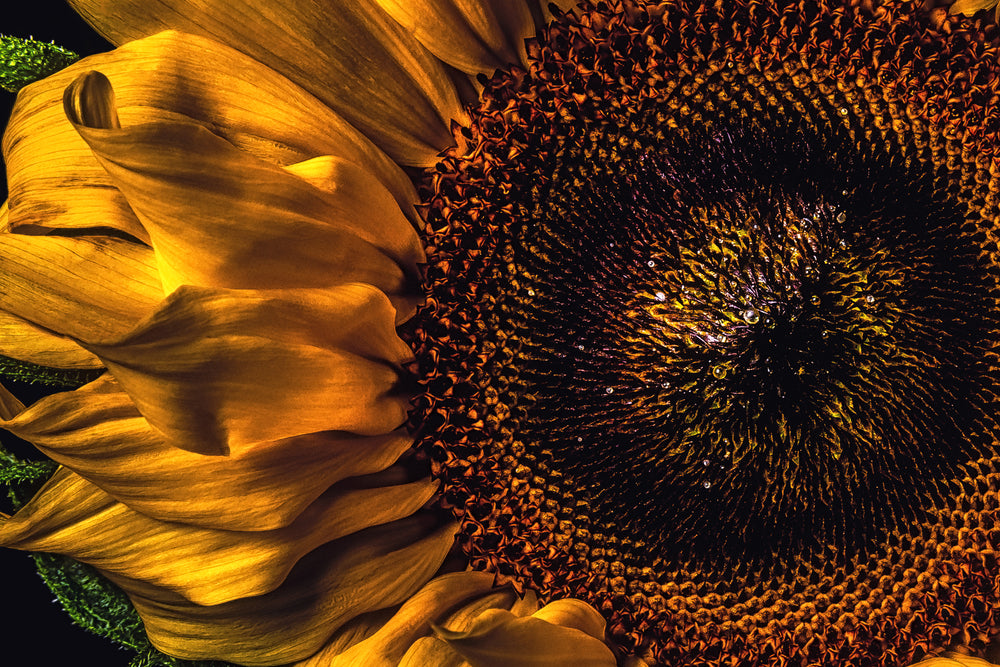 Vivid close-up of a sunflower with golden yellow petals and lush green leaves set against a dramatic black background.
