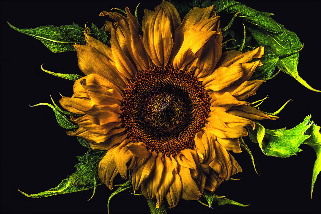 Vivid close-up of a sunflower with golden yellow petals and lush green leaves set against a dramatic black background.