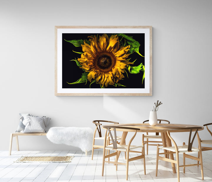 Vivid close-up of a sunflower with golden yellow petals and lush green leaves set against a dramatic black background.