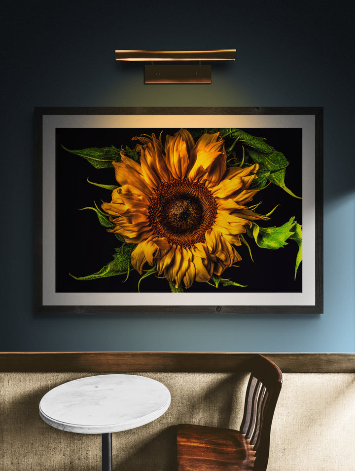Vivid close-up of a sunflower with golden yellow petals and lush green leaves set against a dramatic black background.