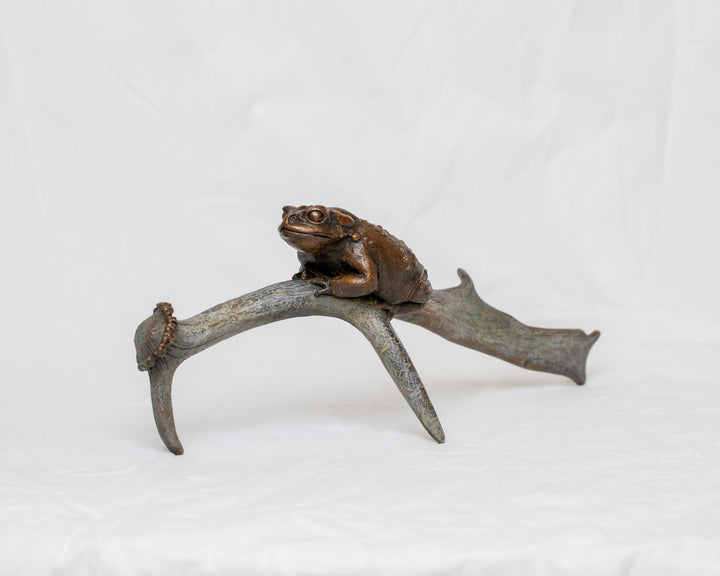 Sonoran Desert Toad bronze sculpture by Tom Saxton perched on a natural antler form, detailed amphibian wildlife sculpture in rich dark bronze and warm copper-brown tones with subtle green verdigris patina, natural world bronze artwork
