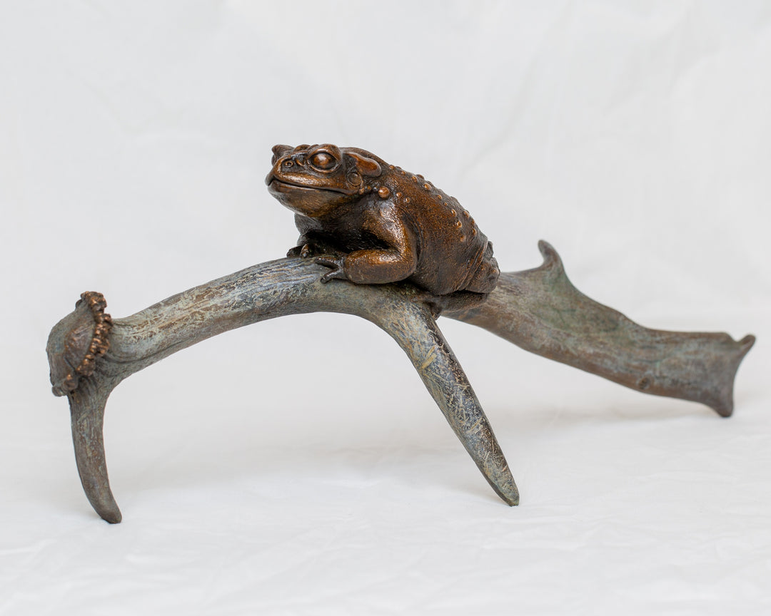 Sonoran Desert Toad bronze sculpture by Tom Saxton perched on a natural antler form, detailed amphibian wildlife sculpture in rich dark bronze and warm copper-brown tones with subtle green verdigris patina, natural world bronze artwork