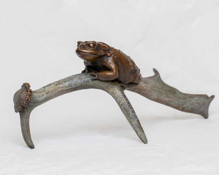 Sonoran Desert Toad bronze sculpture by Tom Saxton perched on a natural antler form, detailed amphibian wildlife sculpture in rich dark bronze and warm copper-brown tones with subtle green verdigris patina, natural world bronze artwork