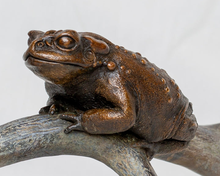 Sonoran Desert Toad bronze sculpture by Tom Saxton perched on a natural antler form, detailed amphibian wildlife sculpture in rich dark bronze and warm copper-brown tones with subtle green verdigris patina, natural world bronze artwork