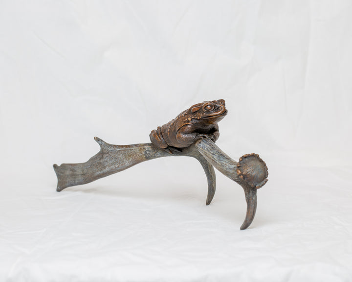 Sonoran Desert Toad bronze sculpture by Tom Saxton perched on a natural antler form, detailed amphibian wildlife sculpture in rich dark bronze and warm copper-brown tones with subtle green verdigris patina, natural world bronze artwork