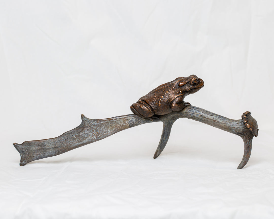 Sonoran Desert Toad bronze sculpture by Tom Saxton perched on a natural antler form, detailed amphibian wildlife sculpture in rich dark bronze and warm copper-brown tones with subtle green verdigris patina, natural world bronze artwork