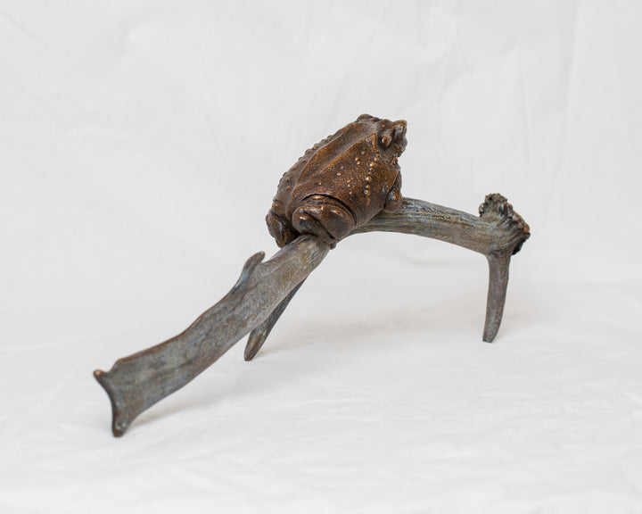 Sonoran Desert Toad bronze sculpture by Tom Saxton perched on a natural antler form, detailed amphibian wildlife sculpture in rich dark bronze and warm copper-brown tones with subtle green verdigris patina, natural world bronze artwork