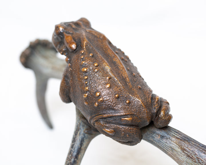 Sonoran Desert Toad bronze sculpture by Tom Saxton perched on a natural antler form, detailed amphibian wildlife sculpture in rich dark bronze and warm copper-brown tones with subtle green verdigris patina, natural world bronze artwork