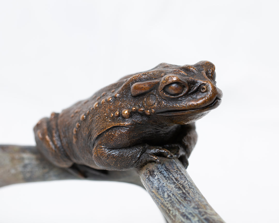 Sonoran Desert Toad bronze sculpture by Tom Saxton perched on a natural antler form, detailed amphibian wildlife sculpture in rich dark bronze and warm copper-brown tones with subtle green verdigris patina, natural world bronze artwork
