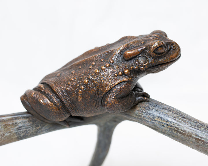 Sonoran Desert Toad bronze sculpture by Tom Saxton perched on a natural antler form, detailed amphibian wildlife sculpture in rich dark bronze and warm copper-brown tones with subtle green verdigris patina, natural world bronze artwork