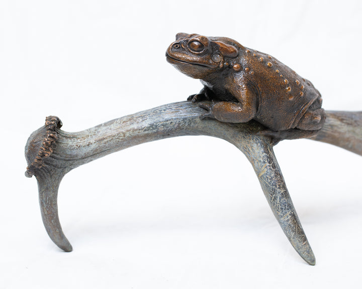 Sonoran Desert Toad bronze sculpture by Tom Saxton perched on a natural antler form, detailed amphibian wildlife sculpture in rich dark bronze and warm copper-brown tones with subtle green verdigris patina, natural world bronze artwork