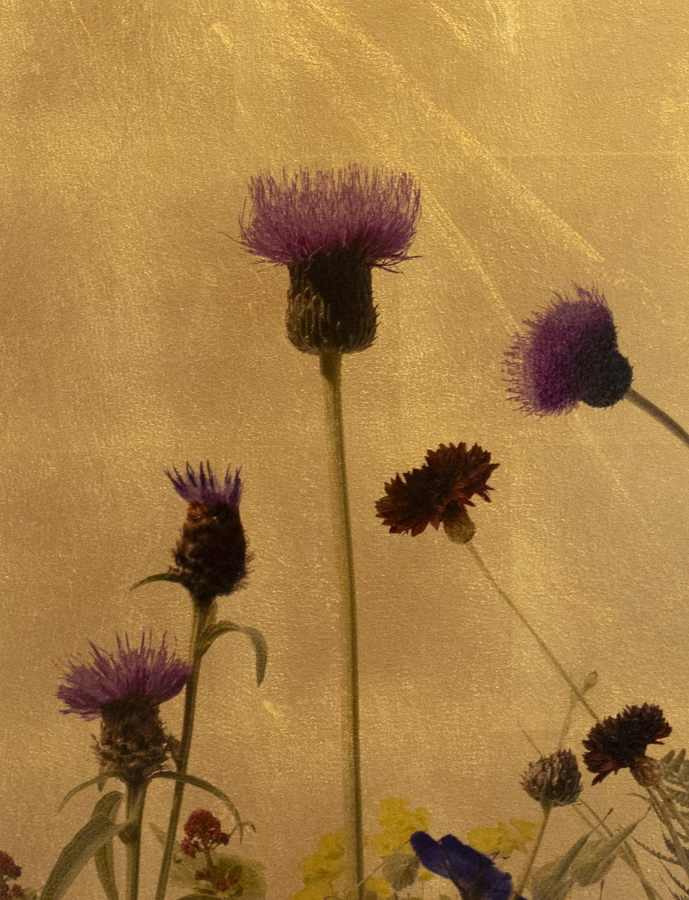 Botanical artwork featuring wild thistles, cornflowers, and meadow plants in deep purple, vivid blue, rich burgundy, and soft yellow tones, set against a luminous gold-leaf background.