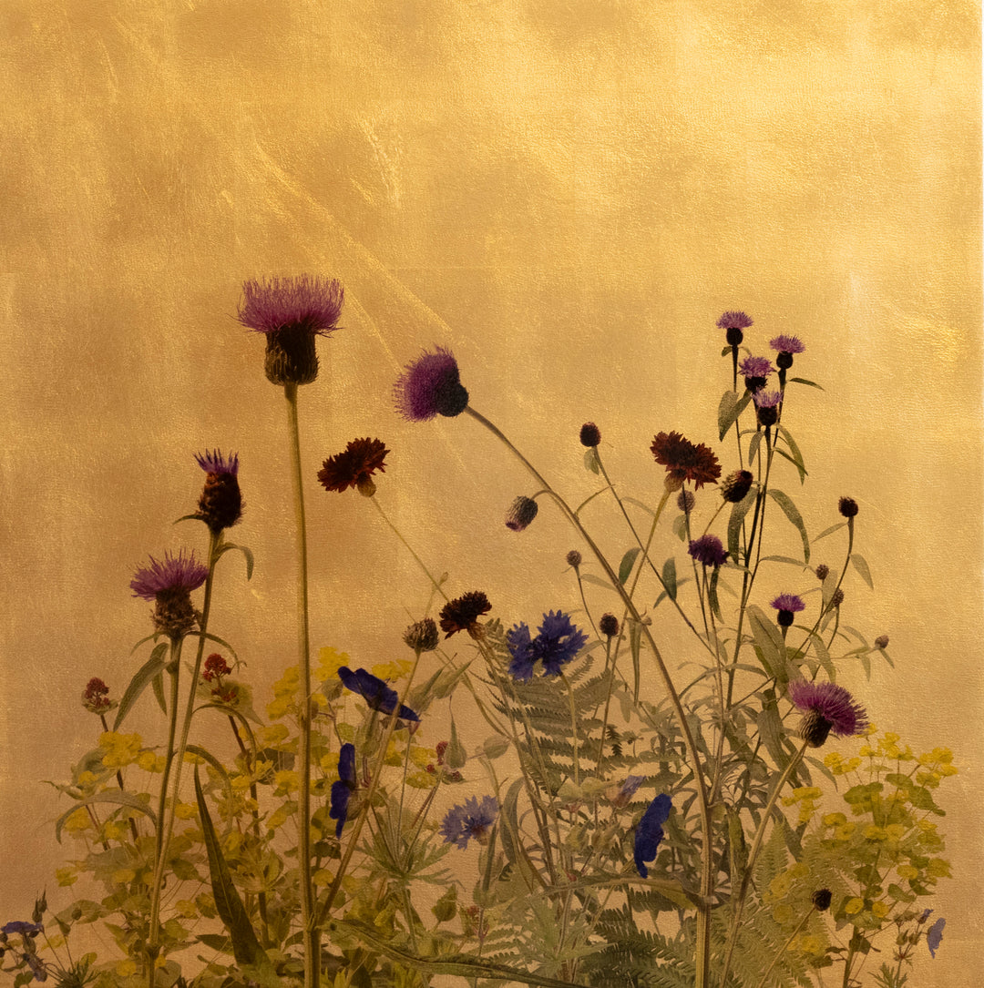 Botanical artwork featuring wild thistles, cornflowers, and meadow plants in deep purple, vivid blue, rich burgundy, and soft yellow tones, set against a luminous gold-leaf background.