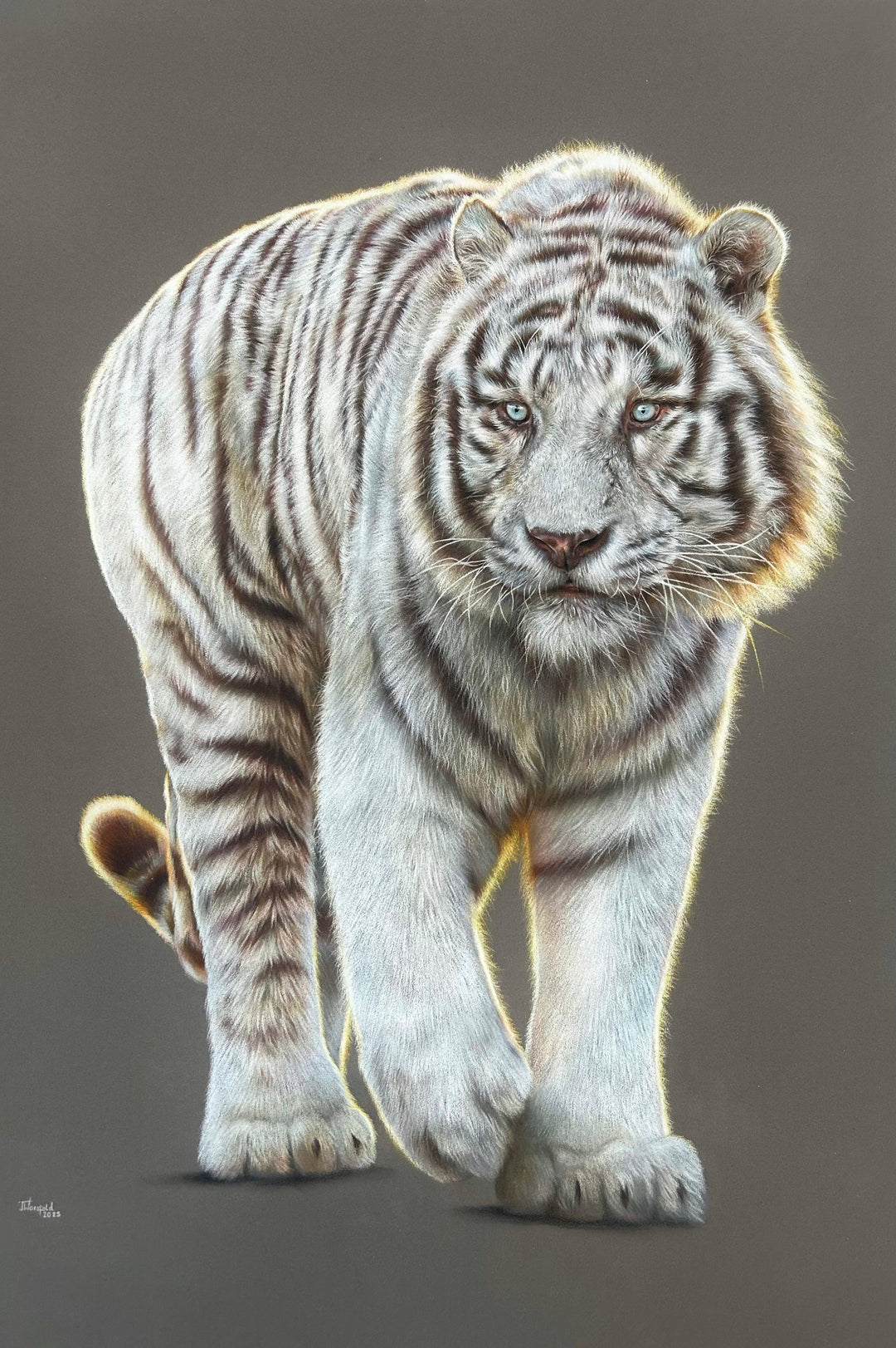 Hyperrealistic coloured pencil drawing of a leucistic Bengal tiger titled Whitewalker, created by Jemma Worsfold. The tiger, named Mohan, is depicted mid-step with striking blue eyes and soft white fur marked by light brown stripes, rendered in exquisite detail on dark grey pastelmat board.