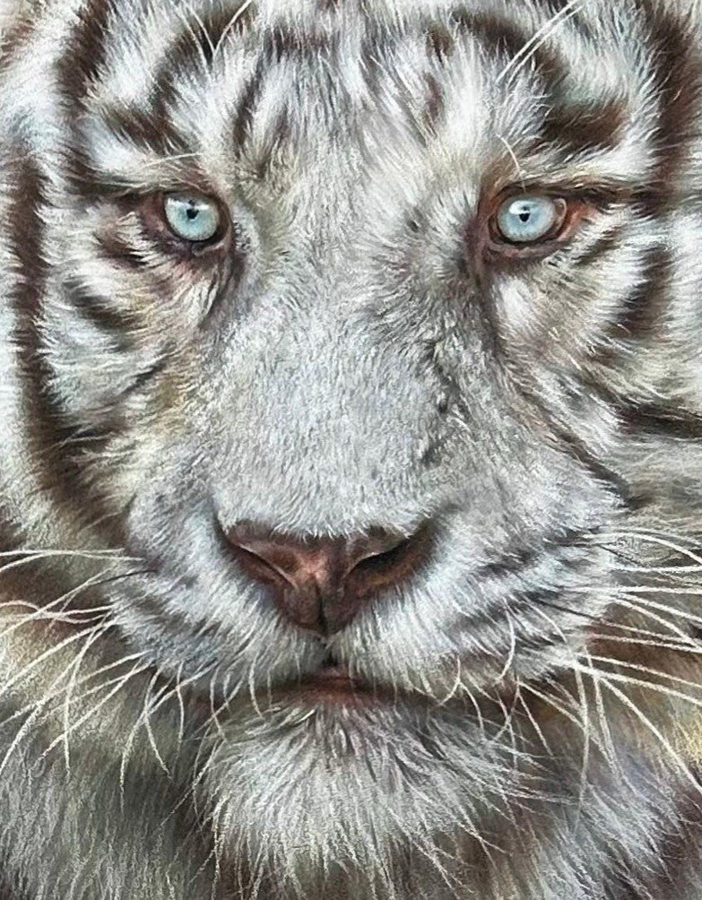 Hyperrealistic coloured pencil drawing of a leucistic Bengal tiger titled Whitewalker, created by Jemma Worsfold. The tiger, named Mohan, is depicted mid-step with striking blue eyes and soft white fur marked by light brown stripes, rendered in exquisite detail on dark grey pastelmat board.