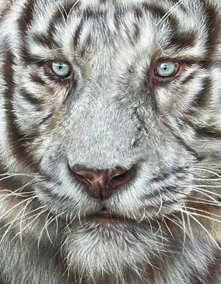 Hyperrealistic coloured pencil drawing of a leucistic Bengal tiger titled Whitewalker, created by Jemma Worsfold. The tiger, named Mohan, is depicted mid-step with striking blue eyes and soft white fur marked by light brown stripes, rendered in exquisite detail on dark grey pastelmat board.