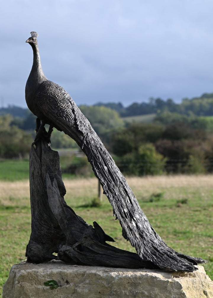 ‘Peacock Life Size’ by Hamish Mackie, a life-size limited-edition bronze bird sculpture depicting a majestic peacock standing upright on an ancient, weathered tree root. The sculpture features an elegant neck, finely textured plumage and an exceptionally long, folded tail cascading towards the ground. Finished in dark, natural bronze with intricate feather detailing, this contemporary wildlife sculpture captures the distinctive form and presence of a peacock.