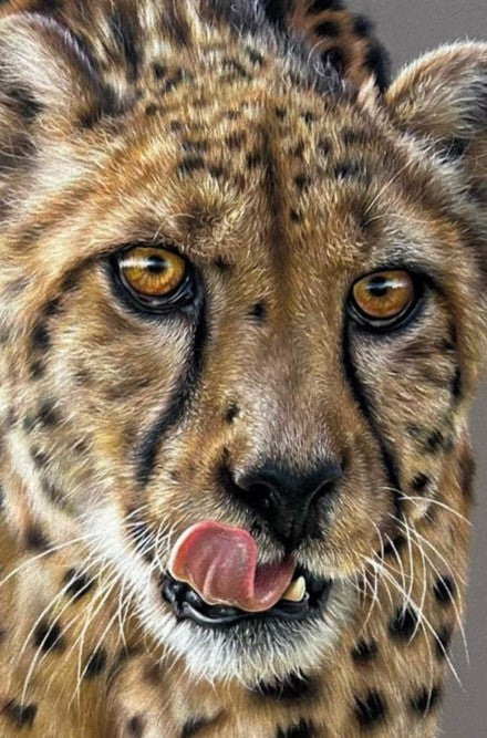 “Temptation” by Jemma Worsfold – a hyperrealistic coloured pencil drawing of a cheetah with golden eyes and tongue mid-lick, created on dark grey Clairfontaine Pastelmat. A one-off original capturing power, beauty, and instinct.