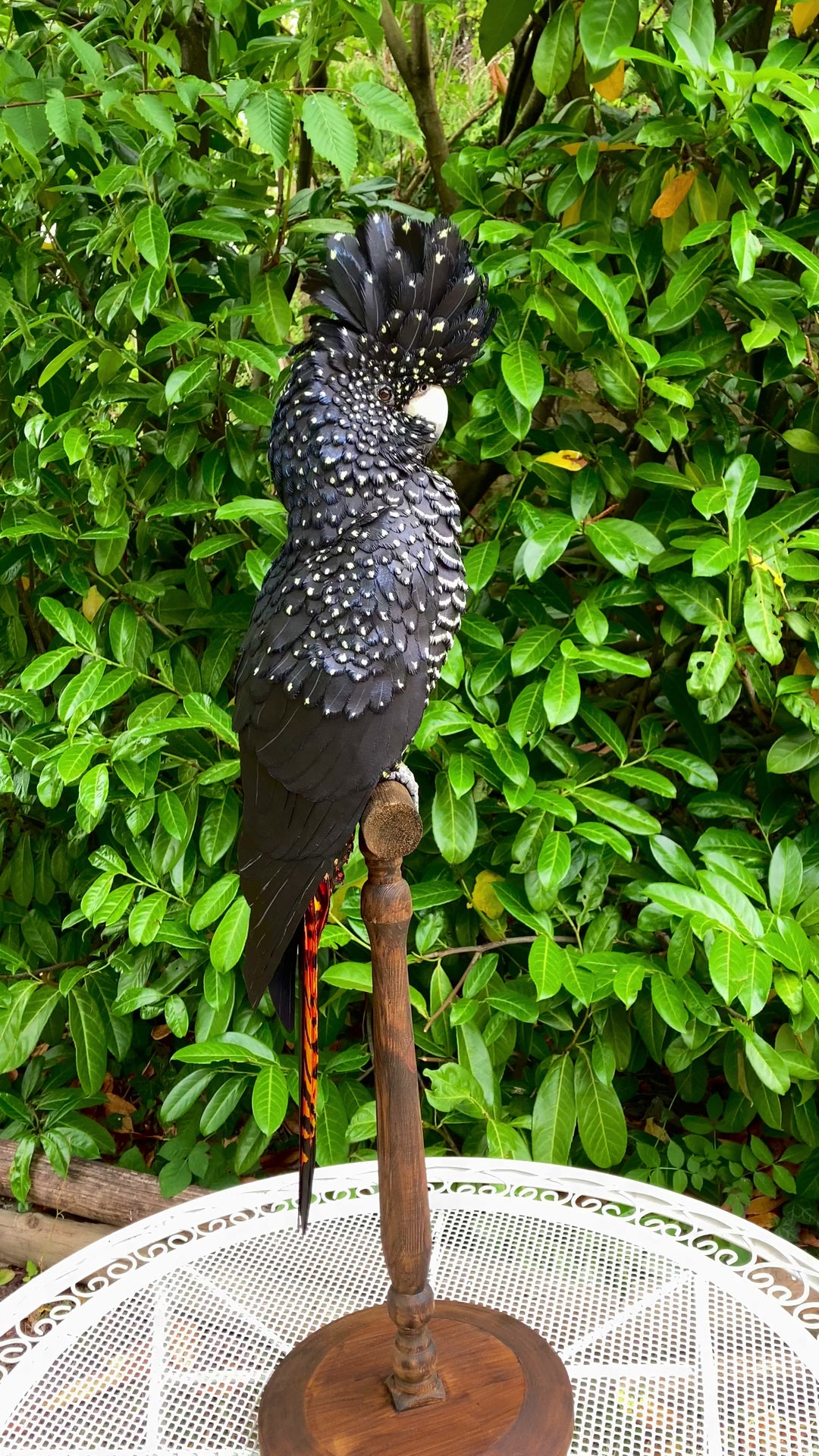 A highly detailed paper sculpture of a Red-tailed Black Cockatoo perched confidently on a wooden post, with jet black plumage dotted in pale yellow and ivory, a curved bone-coloured beak, and bold red-orange tail feathers, set against lush green foliage.
