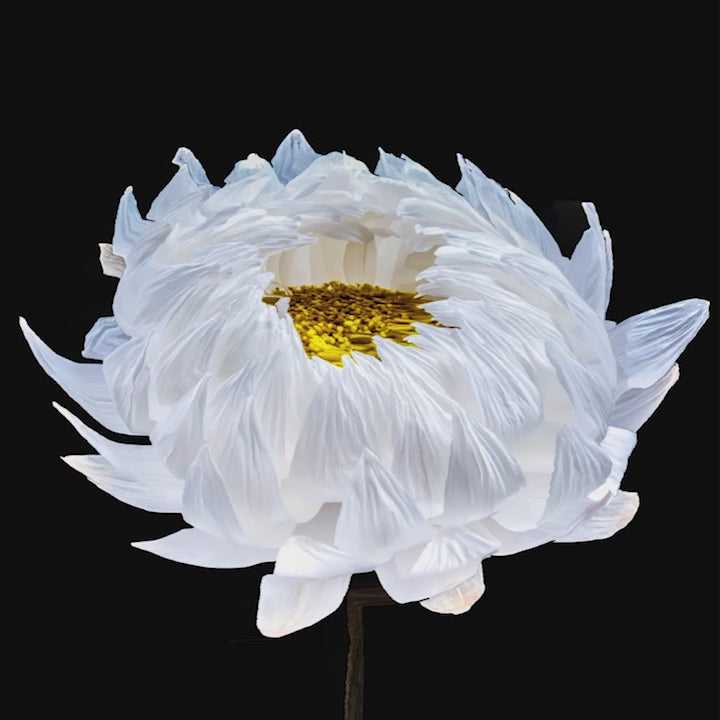 Highly detailed close-up of a white flower in bloom, with delicate translucent petals fanning outward and revealing a dense yellow centre, set against a rich black background that enhances the sense of sculptural depth and clarity.