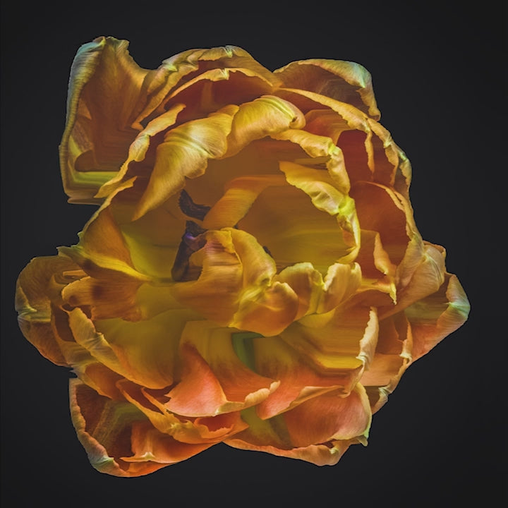 Golden yellow and amber tulip in full bloom, captured in vivid macro detail using lenticular 3D technology, appearing almost sculptural against a stark black background.