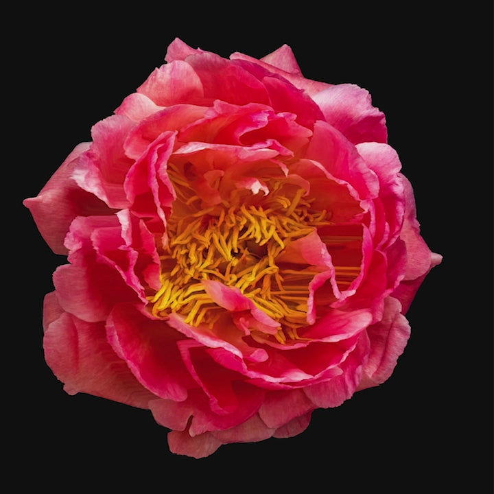 Striking close-up of a richly detailed peony flower in full bloom, with layered coral-pink petals and vivid golden yellow stamens, dramatically lit against a pure black background to enhance its sculptural form and depth.