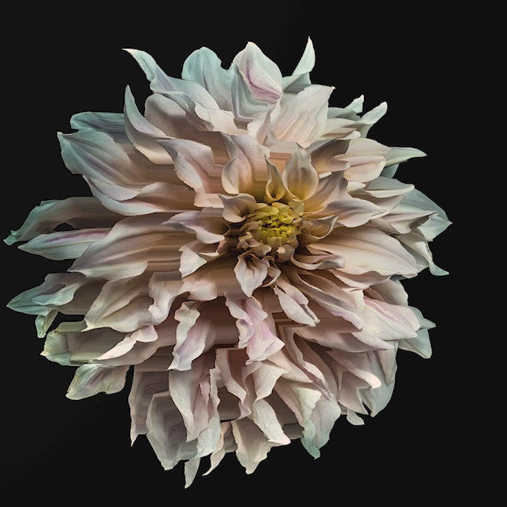 A meticulously detailed close-up of a pale blush-pink dahlia in full bloom, captured against a deep black background. The petals radiate outward in soft waves, with subtle gradients of ivory, rose, lilac, and hints of cool green and buttery yellow at the centre. The image creates a powerful sense of depth and motion through lenticular 3D presentation, making the flower appear almost sculptural and floating in space.